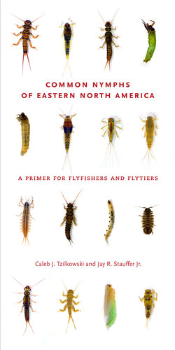 Common Nymphs of Eastern North America
