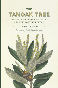 The Tanoak Tree