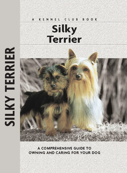 Silky Terrier