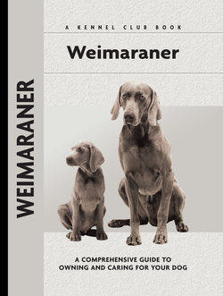 Weimaraner