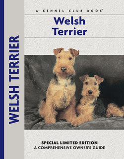 Welsh Terrier