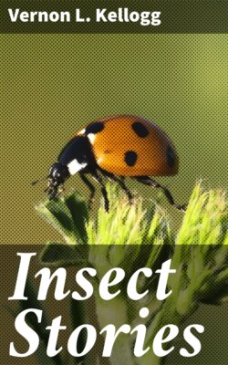 Insect Stories