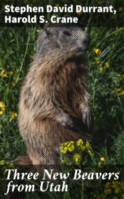 Three New Beavers from Utah