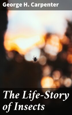 The Life-Story of Insects