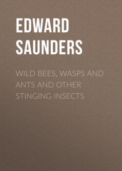 Wild Bees, Wasps and Ants and Other Stinging Insects