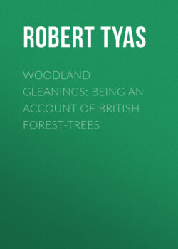 Woodland Gleanings: Being an Account of British Forest-Trees