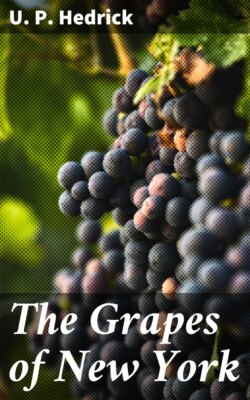 The Grapes of New York