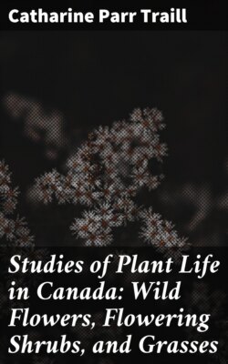 Studies of Plant Life in Canada: Wild Flowers, Flowering Shrubs, and Grasses