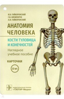 Анатомия человека. Кости туловища и конечностей. Карточки