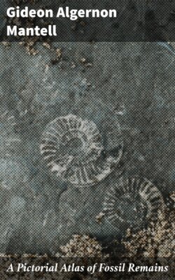 A Pictorial Atlas of Fossil Remains