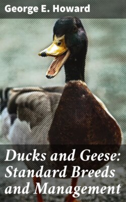 Ducks and Geese: Standard Breeds and Management