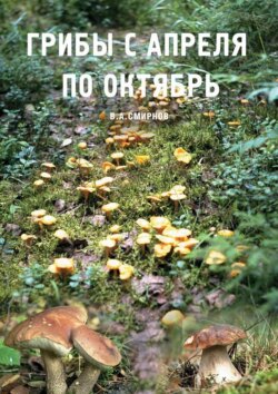Грибы с апреля по октябрь