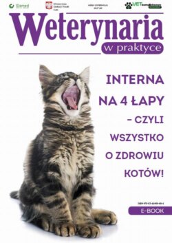 Interna na 4 łapy – czyli wszystko o zdrowiu kotów