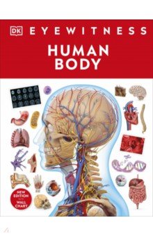 Human Body