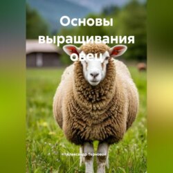Основы выращивания овец