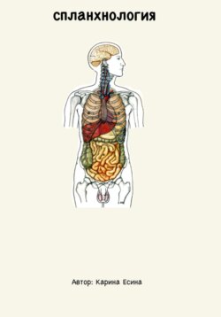 Спланхнология: анатомия внутренних органов