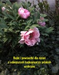Bajki