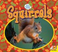 Squirrels 