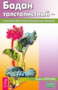 Бадан толстолистный - в лечении болезней внутренних органов