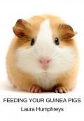 Feeding Your Guinea Pigs