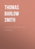 Young Lion of the Woods