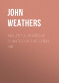 Beautiful Bulbous Plants for the Open Air