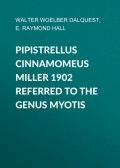 Pipistrellus cinnamomeus Miller 1902 Referred to the Genus Myotis