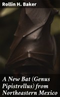 A New Bat (Genus Pipistrellus) from Northeastern Mexico