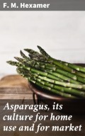 Asparagus, its culture for home use and for market