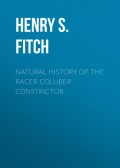 Natural History of the Racer Coluber constrictor