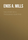 The Story of a Thousand-Year Pine