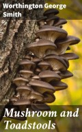 Mushroom and Toadstools