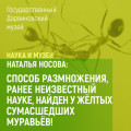 Способ размножения, ранее неизвестный науке, найден у желтых сумасшедших муравьев!