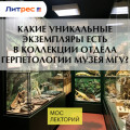 Какие уникальные экземпляры есть в коллекции отдела герпетологии музея МГУ?