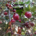 Спелая вишня