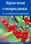 Красная смородина от саженца до урожая