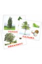 Комплект карточек "Деревья" 16,5х19,5 см.