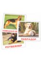 Комплект карточек "Породы собак" 16,5х19,5 см.
