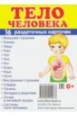 Раздаточные карточки "Тело человека"