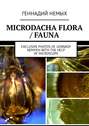 Microdacha flora / fauna. Exclusive photos of Gennady Nemykh with the help of microscope