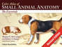 Color Atlas of Small Animal Anatomy. The Essentials