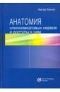 Анатомия спинномозговых нервов и доступы к ним