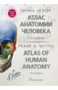 Атлас анатомии человека Неттера. Терминология на русском, латинском и английском языках