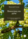 Как вырастить виноград на даче в Средней полосе России