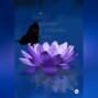 Лотос цветёт под покровом ночи