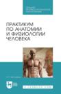 Практикум по анатомии и физиологии человека. Учебное пособие для СПО. 4-е издание, стереотипное